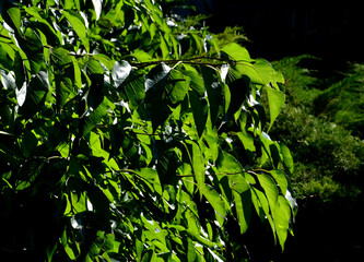 commonly known as the Osage orange, horse apple, hedge, or hedge apple tree is a small deciduous tree or large shrub, typically growing to 8 to 15 metres