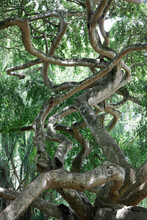 Sri Lanka, Central Province, Kandy, Intertwined Weeping Figs (Ficus Benjamina) InÔøΩRoyal Botanical Gardens