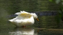 Close Up Of Cute White Duck Catching Fish With Beak During Chase In Lake - Slow Motion Shot Of Diving Beak Underwater