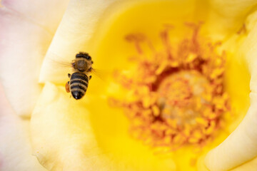 Wall Mural - Bee on a yellow rose gathering pollen and nectar