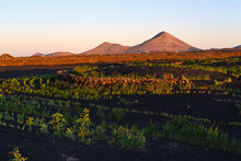 Spain, Canary Islands, Lanzarote, Tinajo, Montana Tinache, Fields Of Black Lava