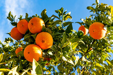 Ripe Oranges Growing On Orange Tree