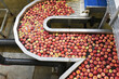 © lyzs/Westend61 - Conveyor belt with apples in water