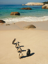 Five Penguins On Boulders Beach, Western Cape, South Africa