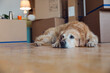 © Maria Maar/Westend61 - Dog lying on the floor in front of cardboard boxes in an empty room in a new home