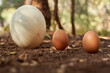 © victor espadas/Westend61 - Surface level of white and brown eggs on land