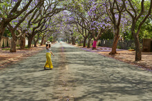 Woman Wearing A Hat Walking In The Middle Of A Street Full Of Jacaranda Trees In Bloom, Pretoria, South Africa