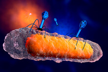 3D Rendered Illustration Of A Anatomically Correct Group Of Bacteriophage Viruses Attacking A Bacteria