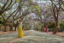 Woman Wearing A Hat, Standing In The Middle Of A Street Full Of Jacaranda Trees In Bloom, Pretoria, South Africa