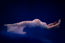 Pregnant Woman Wearing White Dress Under Water