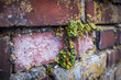 © Markus Hermenau/Westend61 - Germany, Bavaria, Nuremberg, Detail of brick wall with plants