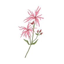 Ragged-robin Flower. Vintage Botanical Drawing Of Blooming Silene Flos-cuculi. Wild Floral Plant With Blossomed And Unblown Buds. Hand-drawn Vector Illustration Of Herb Isolated On White Background