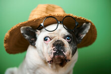 Studio Portrait Of White French Bulldog Wearing Eyeglasses And Cowboy Hat