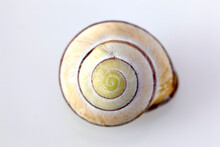 Spiral Of Yellow Snail Shell