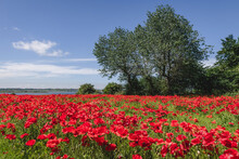 Bed Of Blooming Poppies