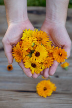 Bavaria, Germany, Hands Of Woman Holding Bunch Of Heads Of Blooming Pot Marigolds (Calendula Officinalis)