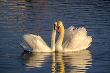 Germany, Portrait Of Mute Swan (Cygnus Olor) Couple Swimming Together