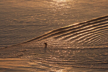 Wall Mural - lone bird on a beach with golden light. California