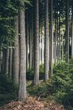 Fototapeta Las - eng aneinander stehende Bäume in einem mystischem Wald