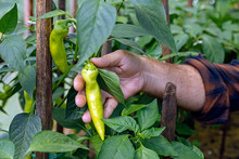 Man Holding Fresh Organic Chili Pepper Grown In Farm