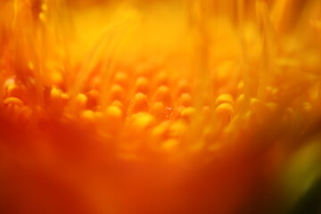 orange flower in nature environment