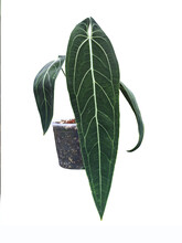 Spear Shaped Long Leaves, Anthurium Warocqueanum (Queen Anthurium) Plant In Pot, Tropical Houseplant, On White Background.