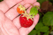 Strawberries in hand. Sp sp sparrow with strawberries