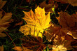 Glowing maple leaf on the grass. Beautiful glowing leaf on a dark background