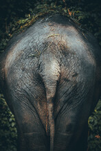 Vertical Shot Of An African Elephant Tail