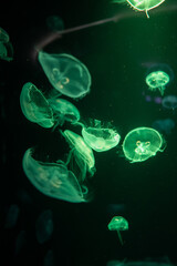 Wall Mural - Jellyfish in different colors of light
