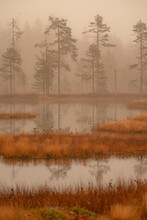 Finish Swamp In The Early Morning Mist
