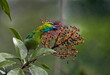© Christian Zappel/Westend61 - Malaysia, Borneo, Sabah, Kinabalu Park, Golden-naped barbet, Psilopogon pulcherrimus