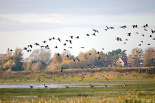 Germany, Mecklenburg-Western Pomerania, Flock Of Greylag Geese (Anser Anser) In Flight