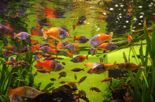 Melanotaenia Boesemani Aquarium Fish