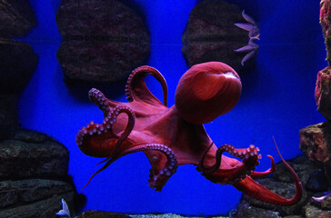 Wall Mural - Octopus live in the aquarium