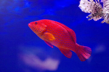 Wall Mural - The red grouper, or Epinephelus morio