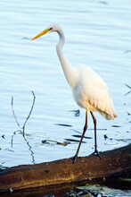 Germany, Bavaria, Chiemsee, Great White Egret Standing On Log