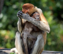 Borneo, Sabah, Proboscis Monkeys, Nasalis Larvatus, Mother And Young Animal