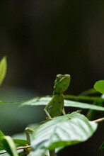 Malaysia, Borneo, Sabah, Natural Reserve, Green Crested Lizard, Bronchocela Cristatella