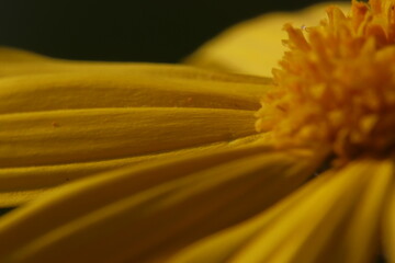 close up of yellow flower