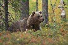 Brown Bear In Autumnal Forest, Kuhmo, Finland