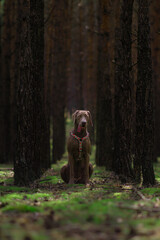 Weimaraner dog sitting in the green forest with high trees