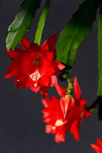 Red Blooming Flower Of Climbing Cacti , Epiphyllum