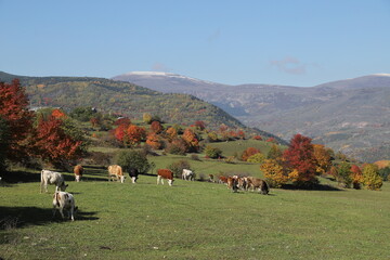 Wall Mural - most beautiful autumn landscape photos. ardahan .turkey