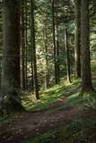 Fototapeta Las - Summer forest landscape in sunny weather - trees and narrow path lit by soft sunlight.