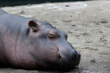 Closeup shot of slipping hippopotamus