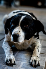 Canvas Print - Dog resting on the ground