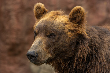 Closeup portrait of Kamchatka brown bear