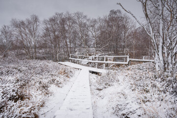 Wall Mural - Path in moor with snow