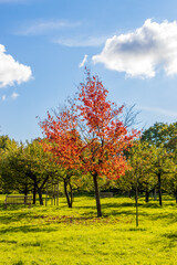 Wall Mural - Herbstlandschaft